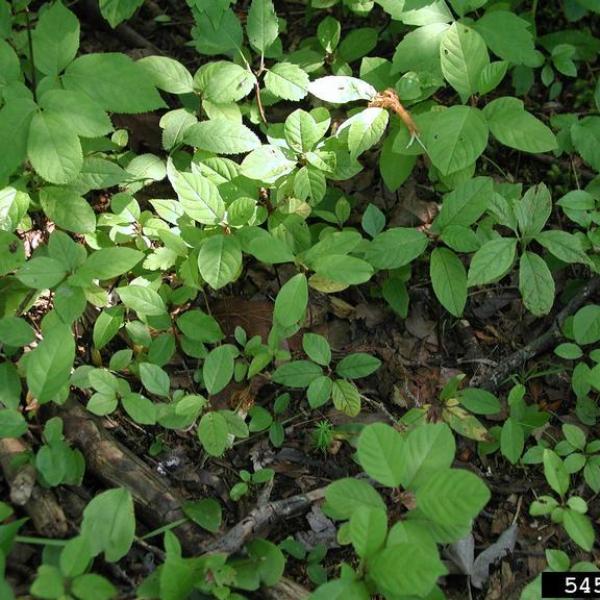 Invasive Plants and Lost Forest Revenue Vermont Invasives